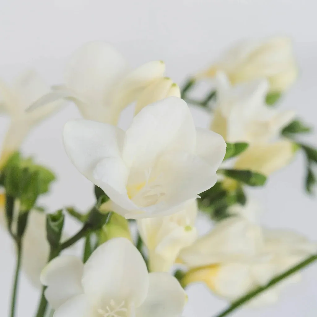 White Designer Freesia Flower