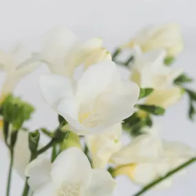 White Designer Freesia Flower