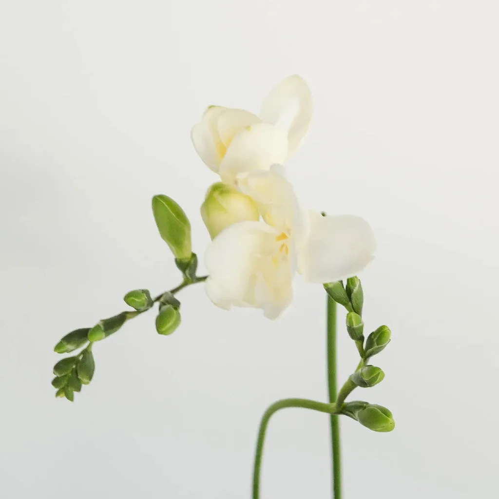 White Designer Freesia Flower