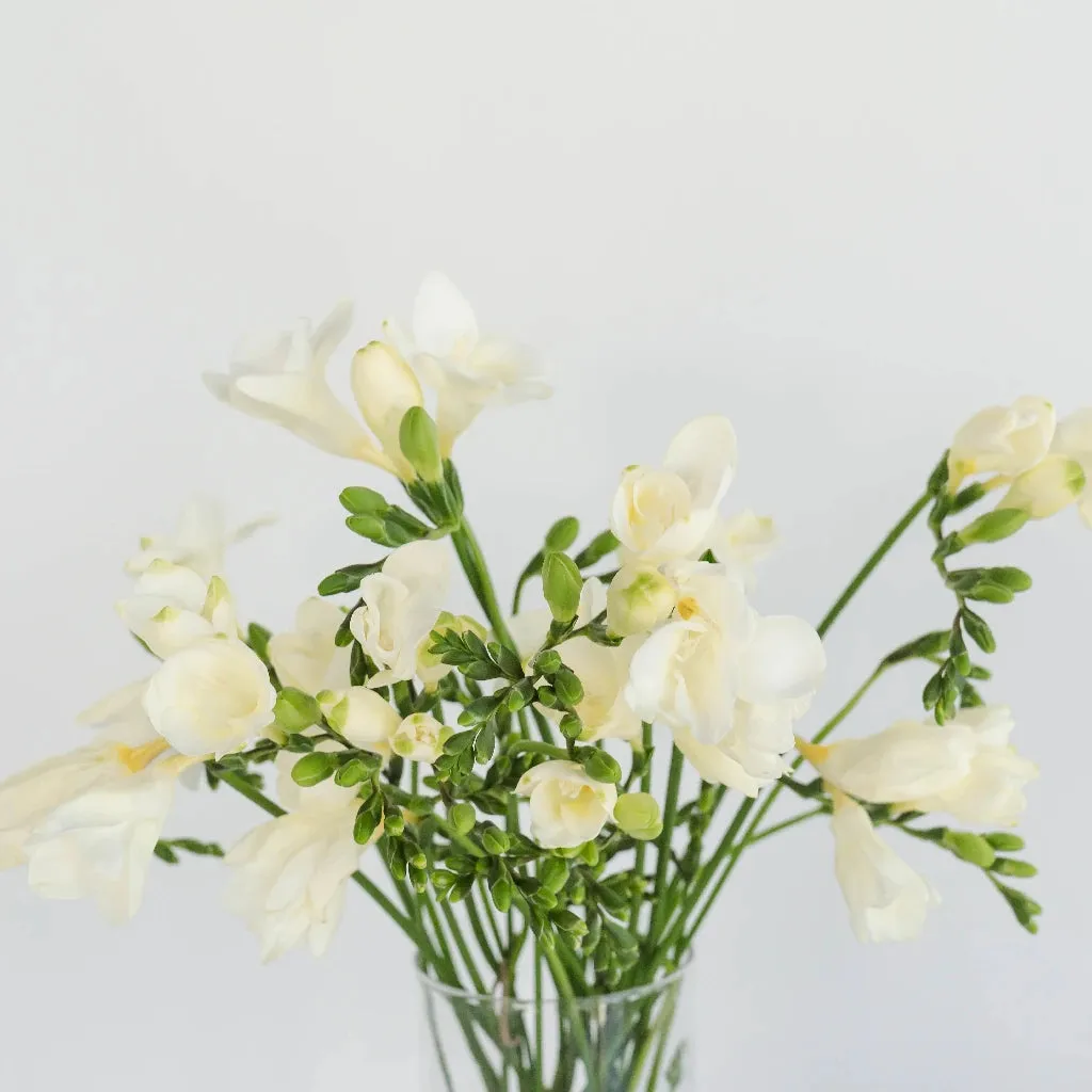 White Designer Freesia Flower
